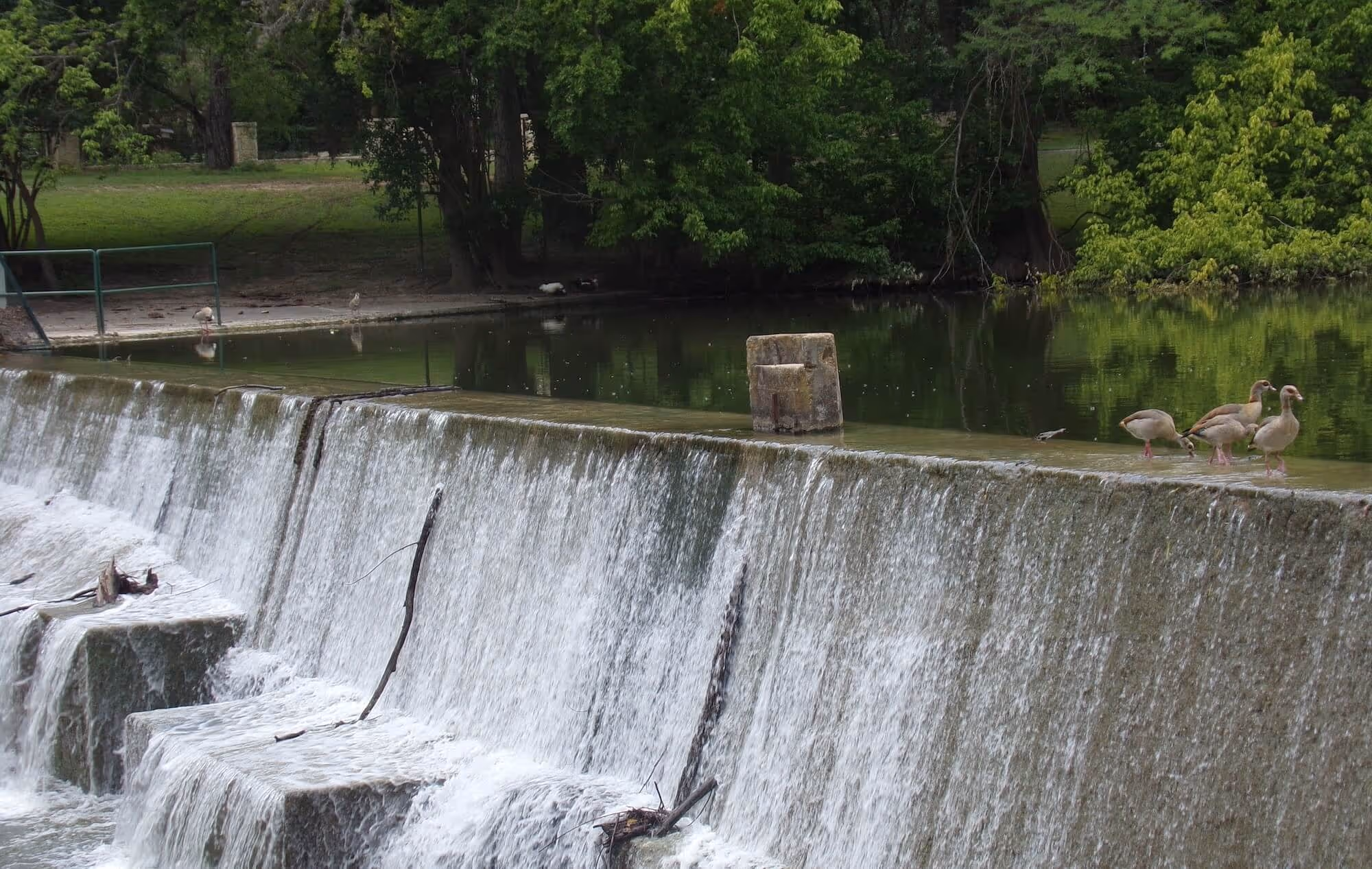 A river's short waterfall with ducks all around and green trees hanging above.