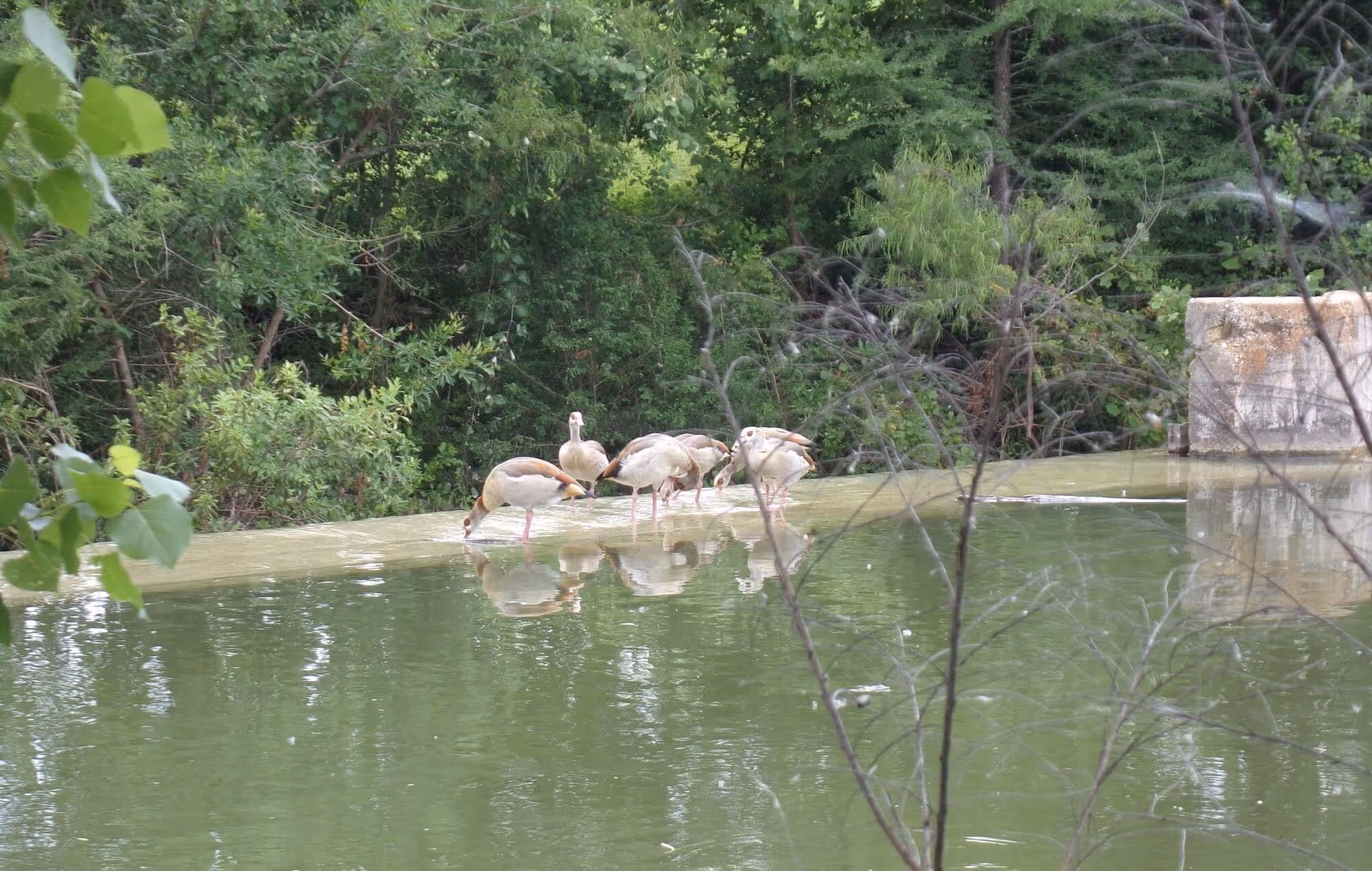 Ducks gather on a river in Boerne, Texas.